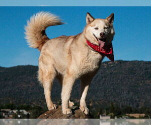 - Mix Dogs for adoption in San Andreas, CA, USA