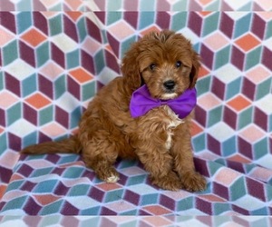 Cavapoo Puppy for sale in LANCASTER, PA, USA