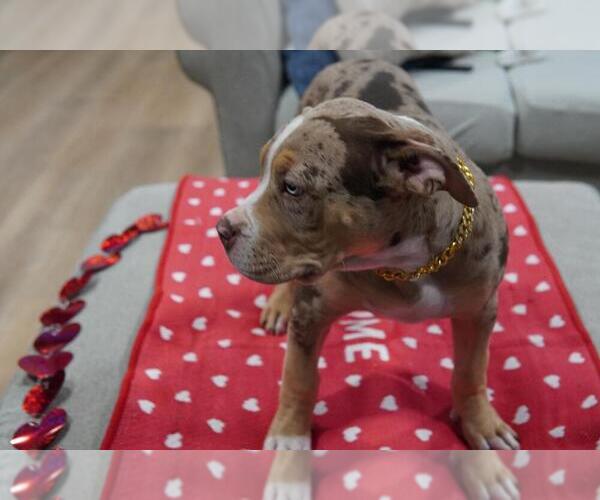 Medium Photo #6 American Bully Puppy For Sale in BROCKTON, MA, USA
