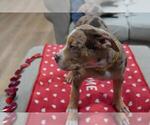 Small Photo #6 American Bully Puppy For Sale in BROCKTON, MA, USA