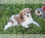 Small #3 Cavachon