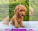 Small #22 Goldendoodle (Miniature)