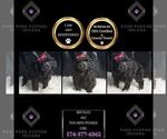 Small Photo #51 Poodle (Toy) Puppy For Sale in WARSAW, IN, USA