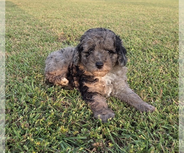 Medium Photo #1 Aussiedoodle Puppy For Sale in WILLS POINT, TX, USA
