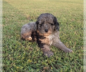 Aussiedoodle Puppy for sale in WILLS POINT, TX, USA