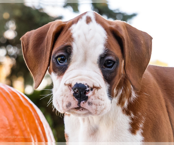 Medium Photo #2 Boxer Puppy For Sale in WAKARUSA, IN, USA