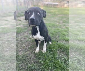 DOLLY - Female Mutt Dog for Adoption - Photo #4