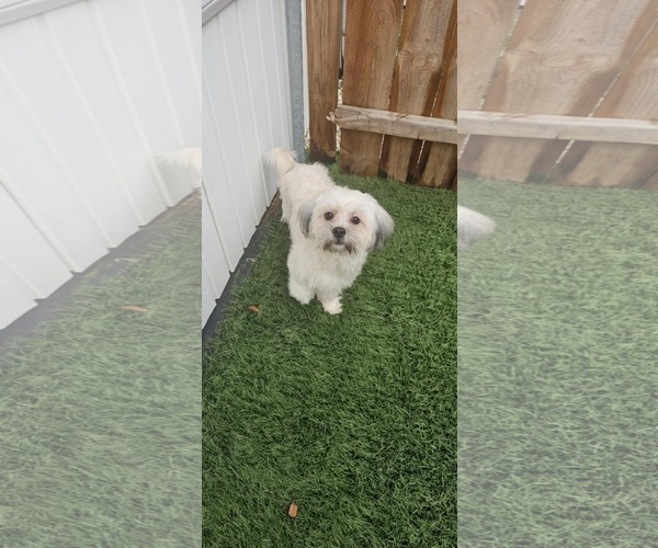 Medium Photo #3 Mal-Shi Puppy For Sale in Oakhurst, NJ, USA
