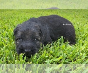 German Shepherd Dog Dog for Adoption in MORRILTON, Arkansas USA