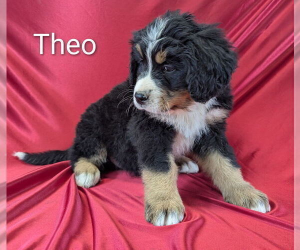 Medium Photo #8 Bernese Mountain Dog Puppy For Sale in CANON CITY, CO, USA