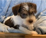Puppy Wiggy Jr Schnauzer (Miniature)