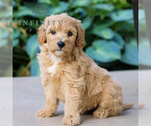 Goldendoodle (Miniature) Puppy for sale in LEOLA, PA, USA
