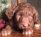 Small Photo #10 Aussiedoodle Puppy For Sale in ARBA, IN, USA