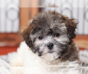 Zuchon Puppy for sale in NAPLES, FL, USA