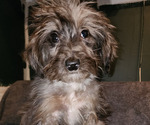 Small Photo #1 Aussiedoodle Puppy For Sale in MILTON, WV, USA
