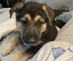 Small Photo #18 German Shepherd Dog Puppy For Sale in MERRITT IS, FL, USA