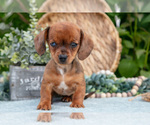Small #1 Dachshund
