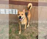 Small #1 German Shepherd Dog