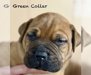 Medium Bullmastiff