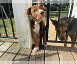 Small #2 Mutt