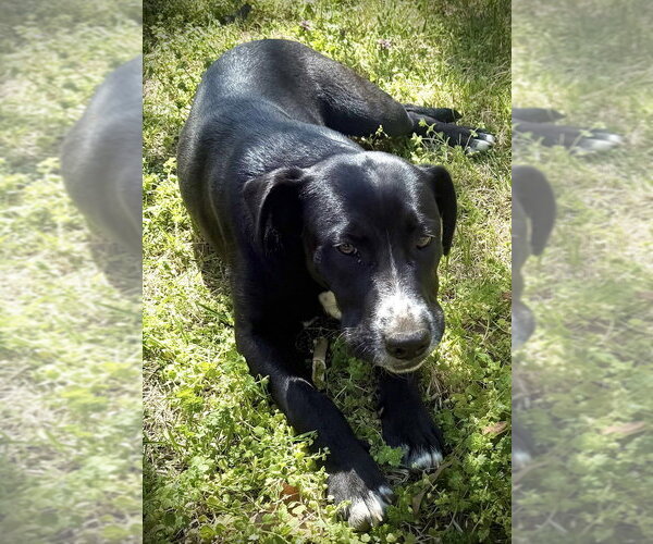 Medium Photo #2 Collie-Unknown Mix Puppy For Sale in Boston, MA, USA