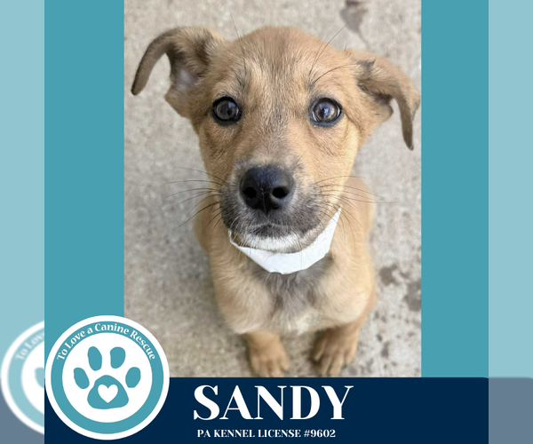 Medium Photo #3 Bulldog-Unknown Mix Puppy For Sale in Kimberton, PA, USA