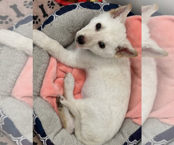 Medium Photo #17 Unknown-white german shepherd Mix Puppy For Sale in Dana Point, CA, USA