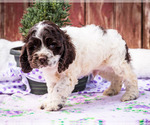 Small #7 Cocker Spaniel