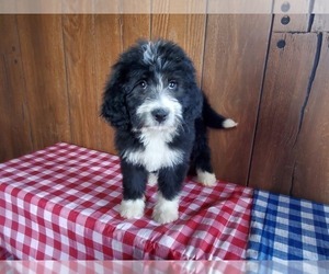 Bernedoodle Puppy for Sale in COLORADO SPRINGS, Colorado USA