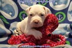 Small Photo #234 Dogo Argentino Puppy For Sale in JANE, MO, USA