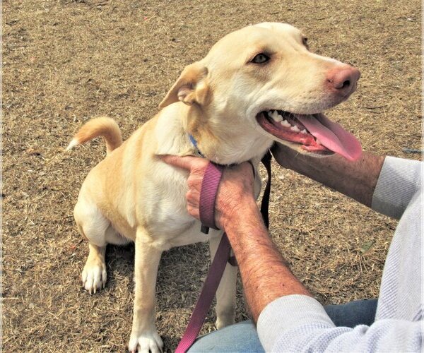 Medium Photo #4 Catahoula Leopard Dog-Huskies  Mix Puppy For Sale in Godley, TX, USA