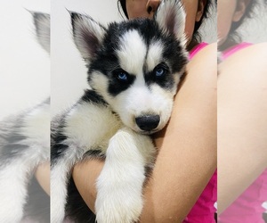 Siberian Husky Puppy for sale in ROCKFORD, IL, USA