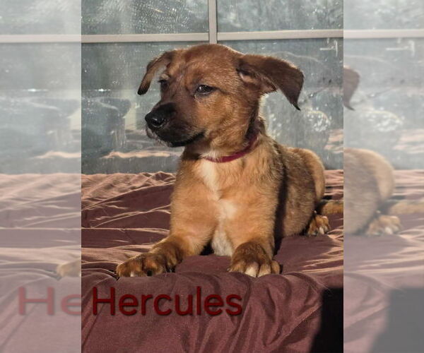 Medium Photo #2 Labrador Retriever-Unknown Mix Puppy For Sale in Brewster, NY, USA