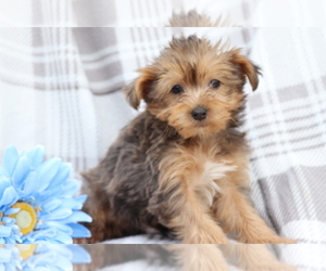 YorkiePoo Puppy for Sale in SHILOH, Ohio USA