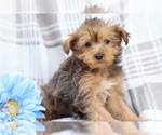 Small Photo #1 YorkiePoo Puppy For Sale in SHILOH, OH, USA