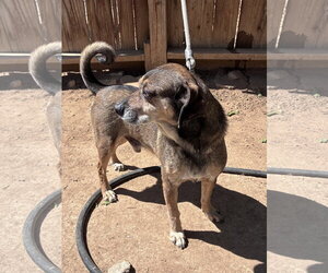 Geraldo-looks a lot like Maple - Male Beagle-Unknown Mix Dog for Adoption - Photo #3