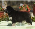 Puppy 4 Tibetan Mastiff