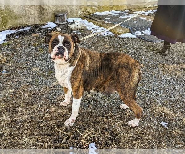 Medium Photo #1 Boxer Puppy For Sale in ELKTON, MD, USA