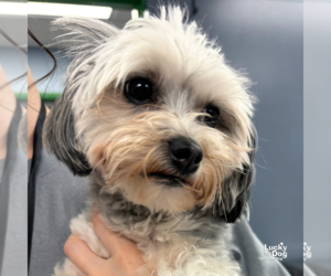 Shih Tzu-Unknown Mix Dogs for adoption in Washington, DC, USA