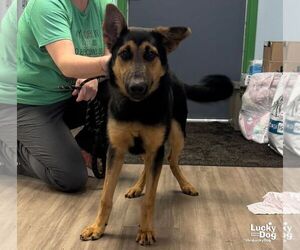 Romy - Female Mutt Dog for Adoption