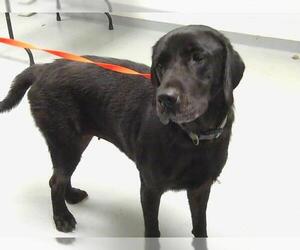 Labrador Retriever Dogs for adoption in St. Cloud, FL, USA