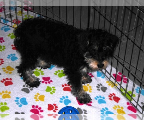 Medium Photo #8 Schnoodle (Miniature) Puppy For Sale in ORO VALLEY, AZ, USA