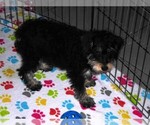 Small #7 Schnoodle (Miniature)
