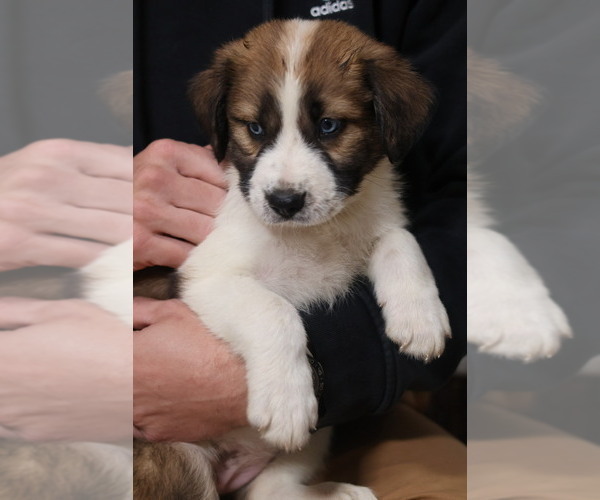 Medium Photo #12 Australian Shepherd Puppy For Sale in LEXINGTON, SC, USA