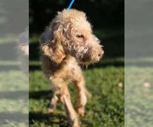 Gracie (GA) - Female Mutt Dog for Adoption - Photo #4