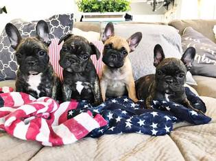 French Bulldog Puppy for sale in CAVE CREEK, AZ, USA