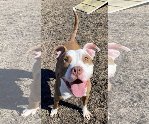 Medium Photo #9 American Pit Bull Terrier-Unknown Mix Puppy For Sale in Virginia Beach, VA, USA