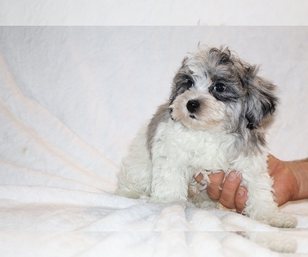 Medium Photo #21 ShihPoo Puppy For Sale in DYERSBURG, TN, USA