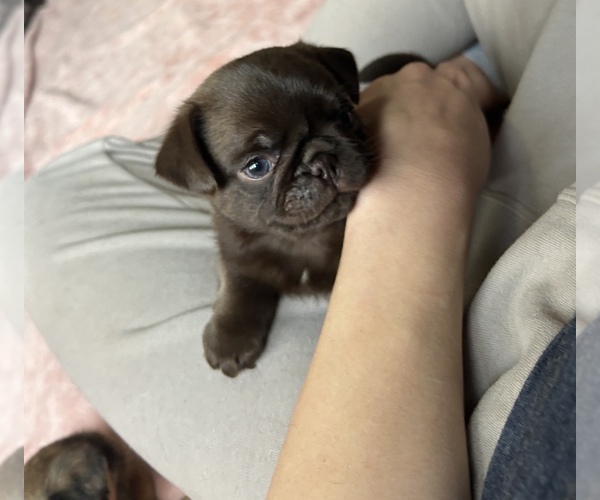 Medium Photo #63 Pug Puppy For Sale in BLOOMINGTON, IL, USA