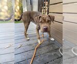 Small #2 Chinese Shar-Pei Mix